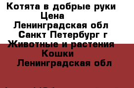 Котята в добрые руки › Цена ­ 50 - Ленинградская обл., Санкт-Петербург г. Животные и растения » Кошки   . Ленинградская обл.